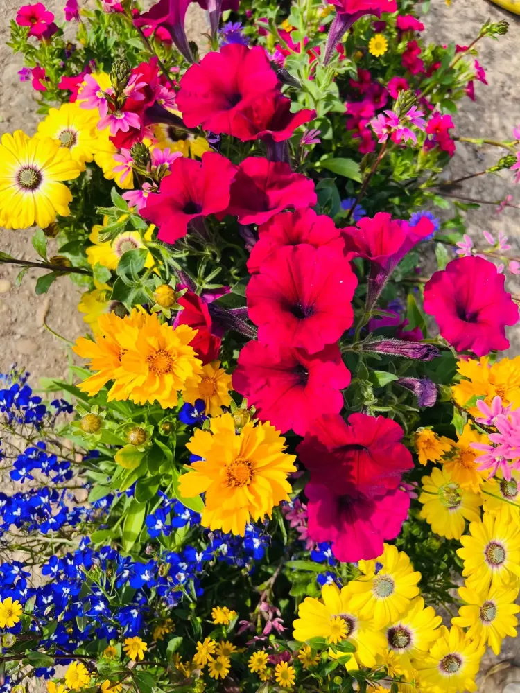 Plantes massifs à Crêches-sur-Saône