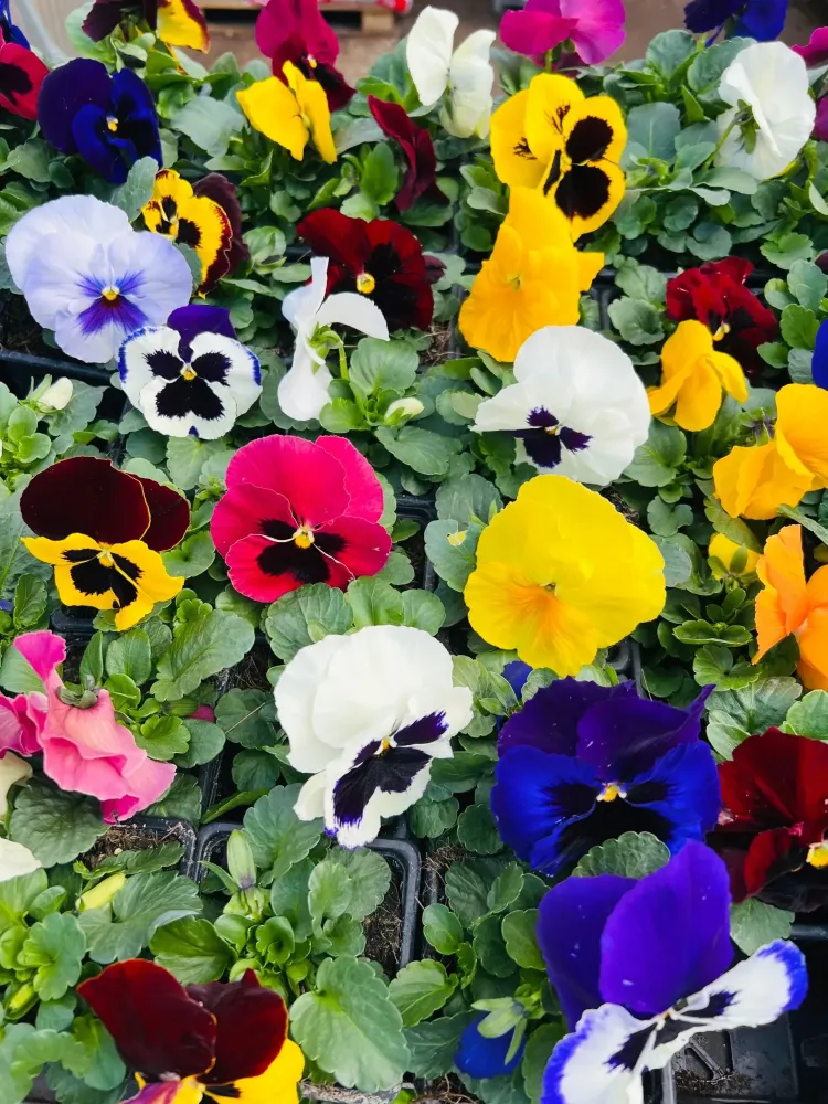 Horticulteur à Crêches-sur-Saône