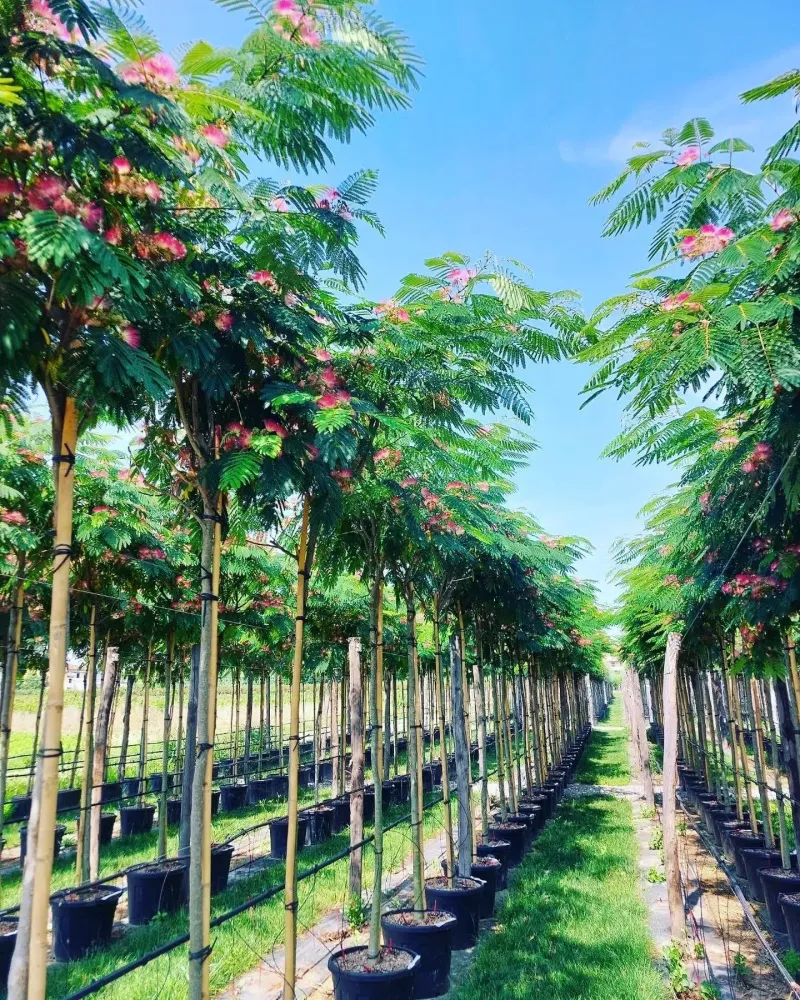 Arbres à Crêches-sur-Saône